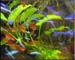 red_blue_fish