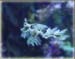 sea_dragon