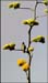 tohono4