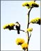 tohono5