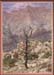 grand_canyon_tree