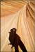waves_self_37