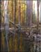 wetland2