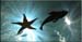 SF_fish1