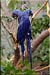 bluebirds