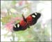 butterfly1