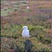channel_gull1