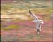 channel_gull5