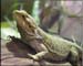 chicago_lizard