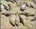 elephant_seal