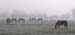 fog_horse