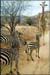 gar_zebra_1