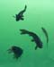 lake_mead_fish