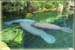 manatee1