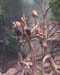 monkeys2