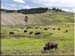 bisons