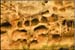 capitol_reef2
