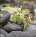 capitol_reef5