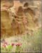 capitol_reef6