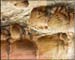 capitol_reef7
