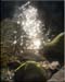 ym_creek2b